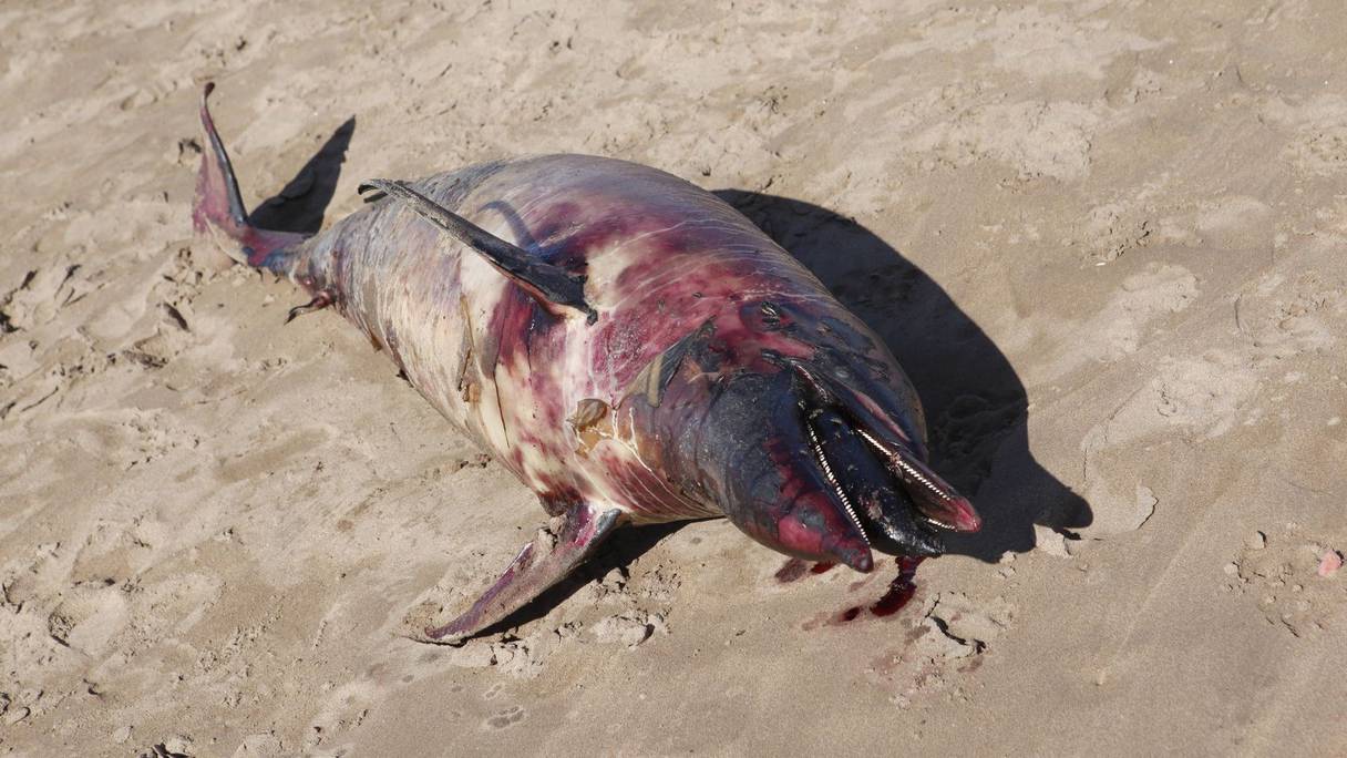 جثة الدلفين كما وجدت صباح اليوم السبت
