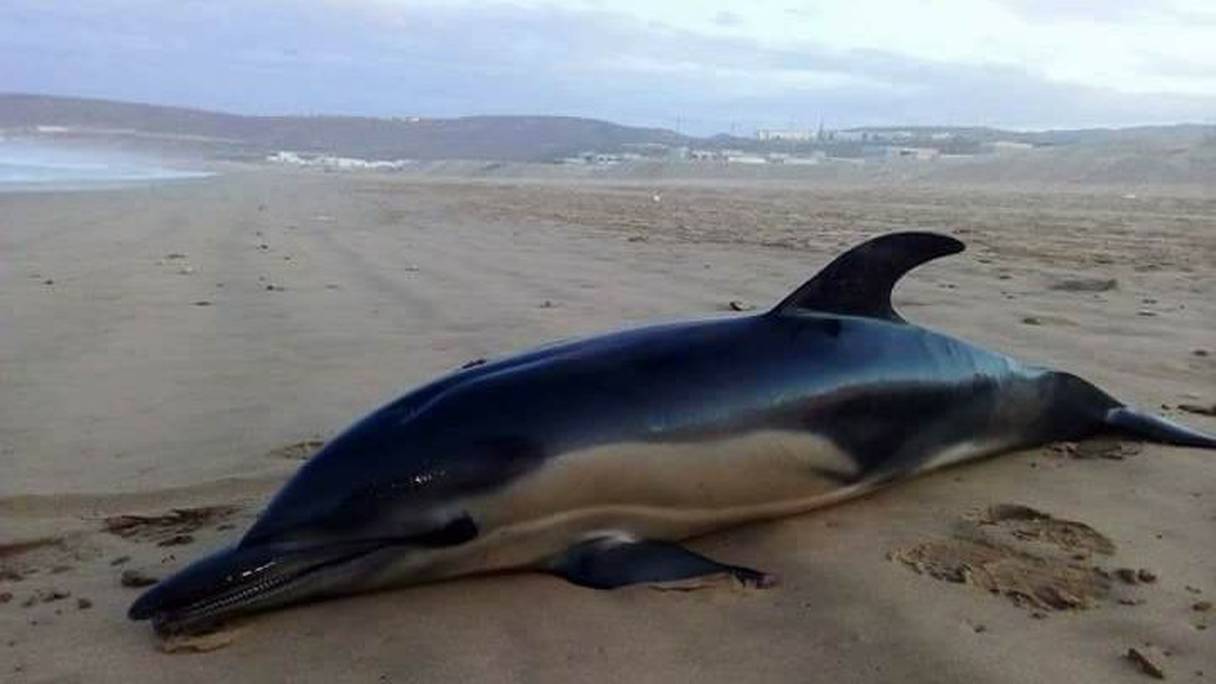 بحر أكادير يلفظ دلفينا ضخما
