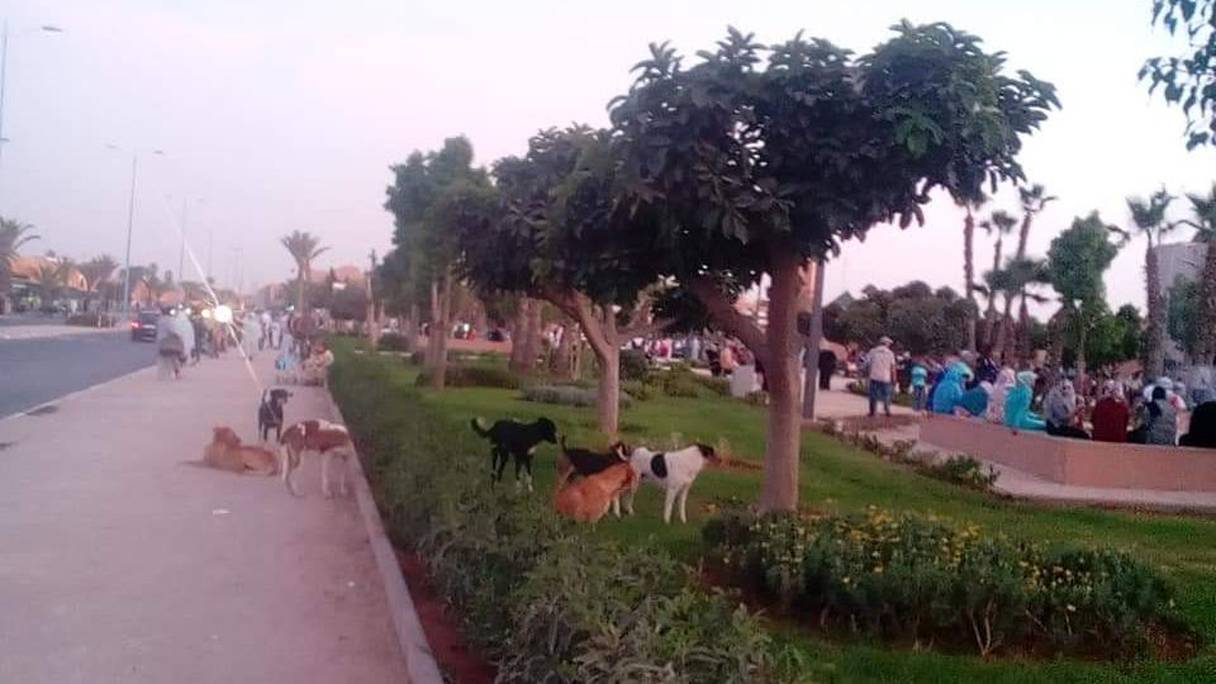 انتشار الكلاب الضالة بمدينة تزنيت
