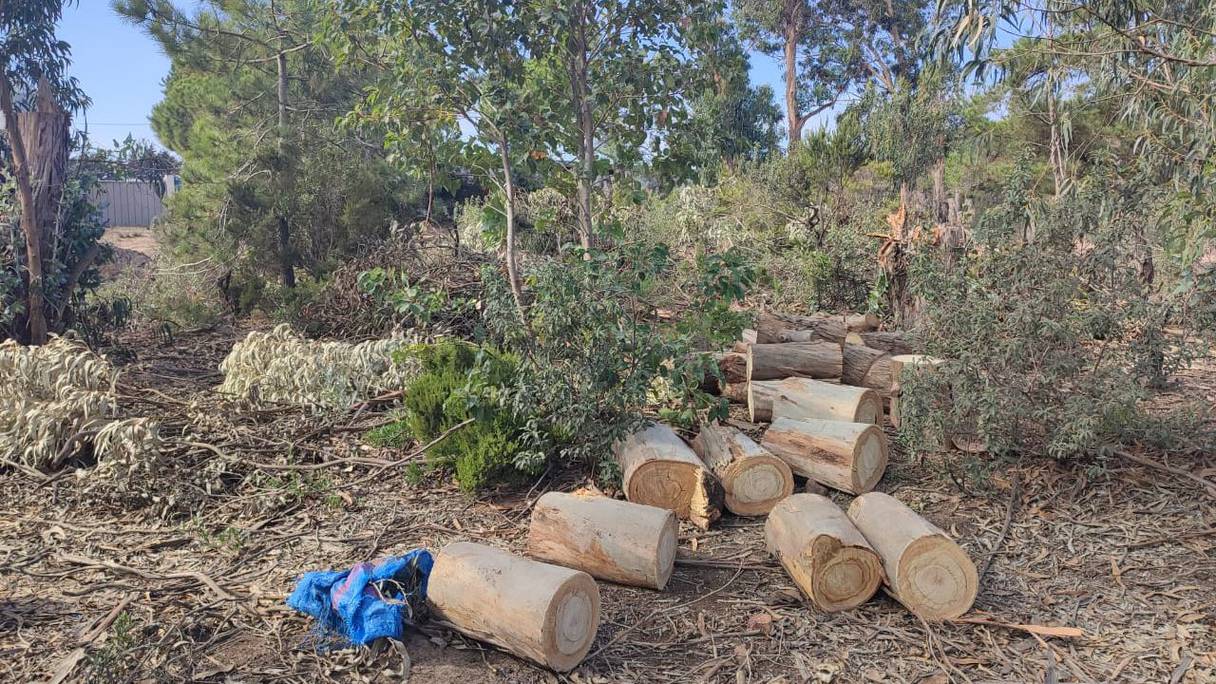 سلطات طنجة تفتح تحقيقا إثر قطع أشجار بغابة مديونة الحضرية
