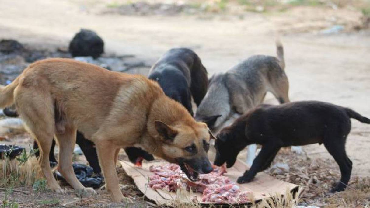 كلاب ضالة تقتات على لحم
