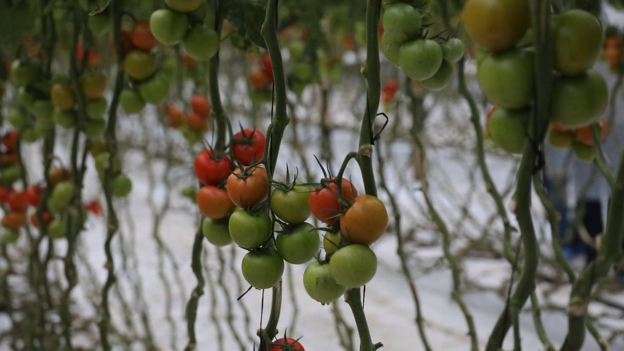 زراعة الطماطم داخل مستنبت بإقليم اشتوكة أيت باها