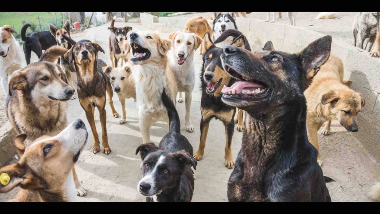 الكلاب الضالة تثير قلق السكان في العديد من مدن المملكة