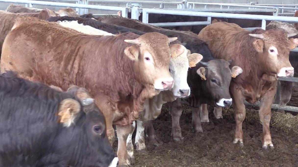 المغرب يشرع في استيراد الأبقار من أوروبا لتخفيض أسعار اللحوم