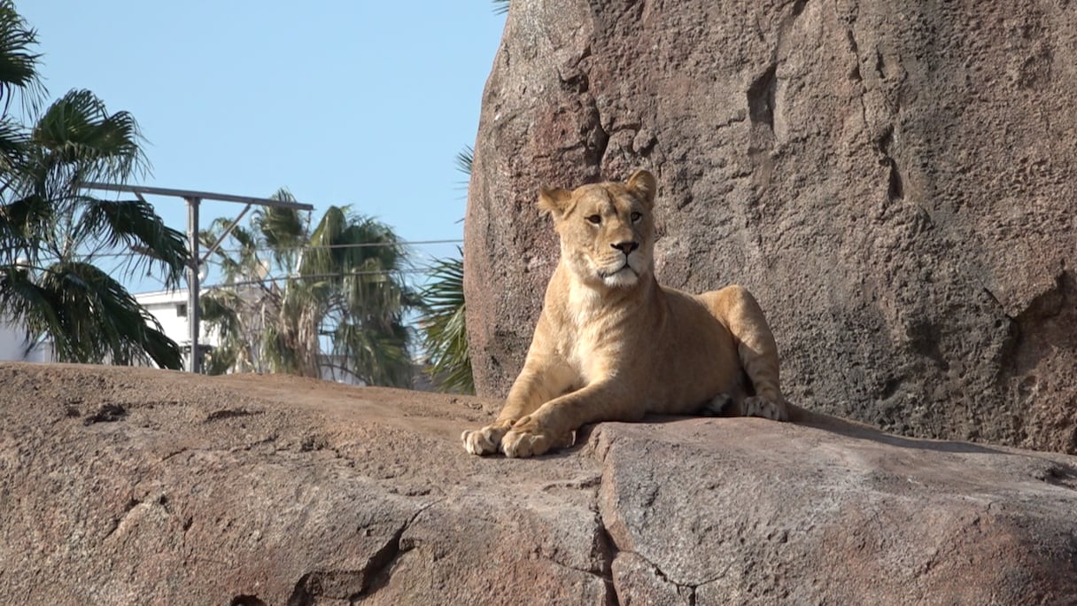 حديقة الحيوان عين السبع