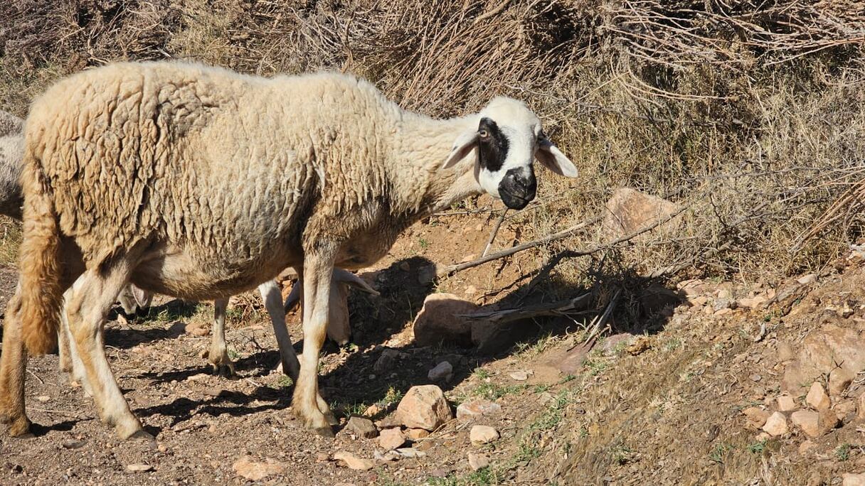 مربو المواشي بالدواوير المجاورة لسد المسيرة يشتكون من نقص الكلأ بسبب الجفاف. خاص (Le360)