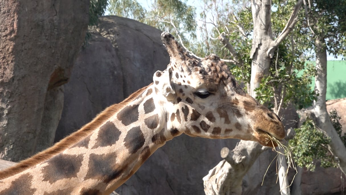 حديقة الحيوان عين السبع