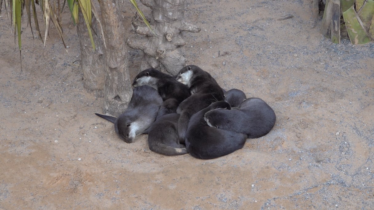 حديقة الحيوان عين السبع