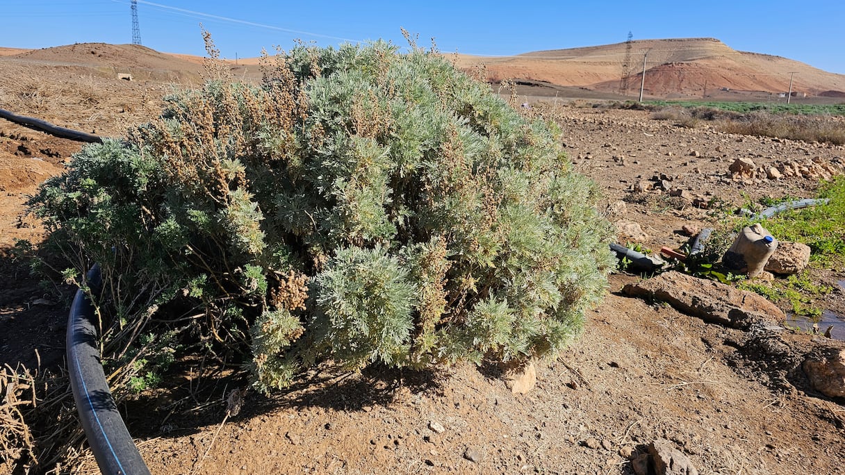 حقول الشيبة بالدواوير المجاورة لسد المسيرة تقاوم الجفاف