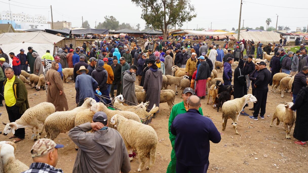 أسعار المواشي في انخفاض مستمر