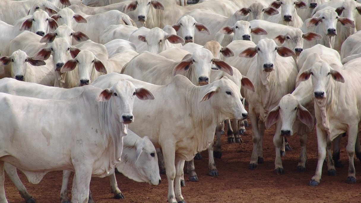 Des vaches "Nelore" du Brésil.