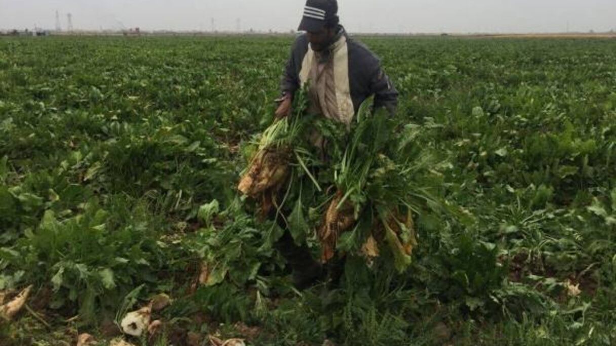 الشمندر السكري