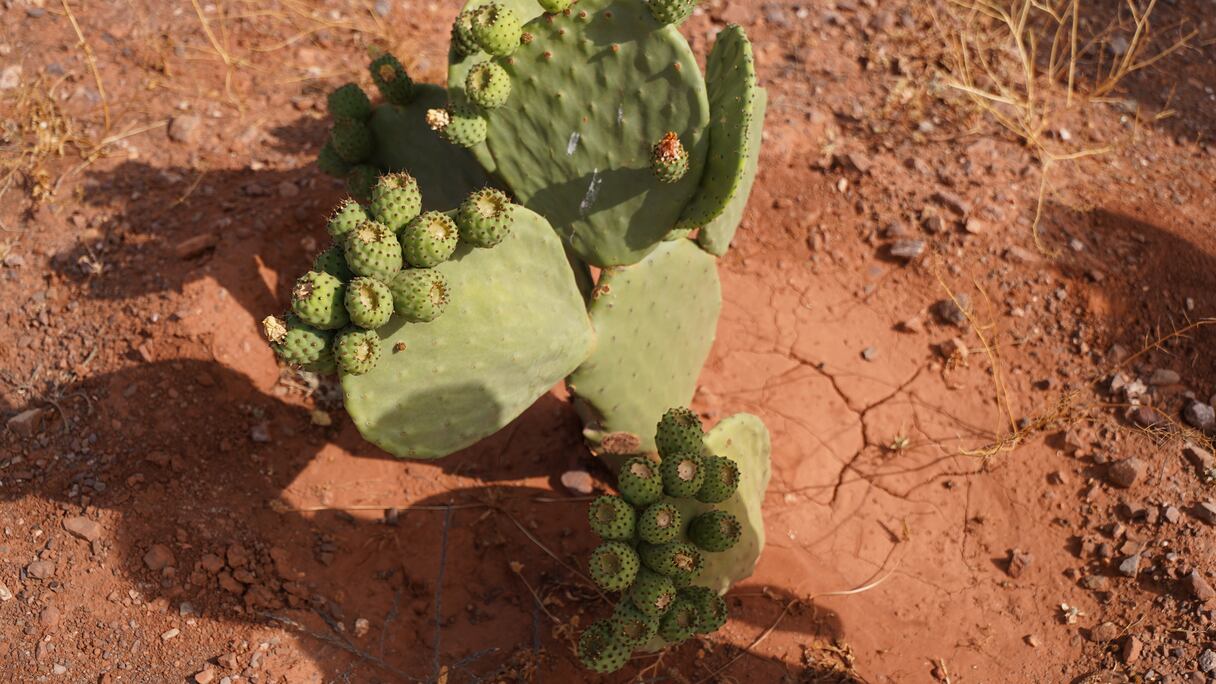 الصبّار المُقاوم يقضي على الحشرة القرمزية ويحقق نتائج هامة بسيدي بنور