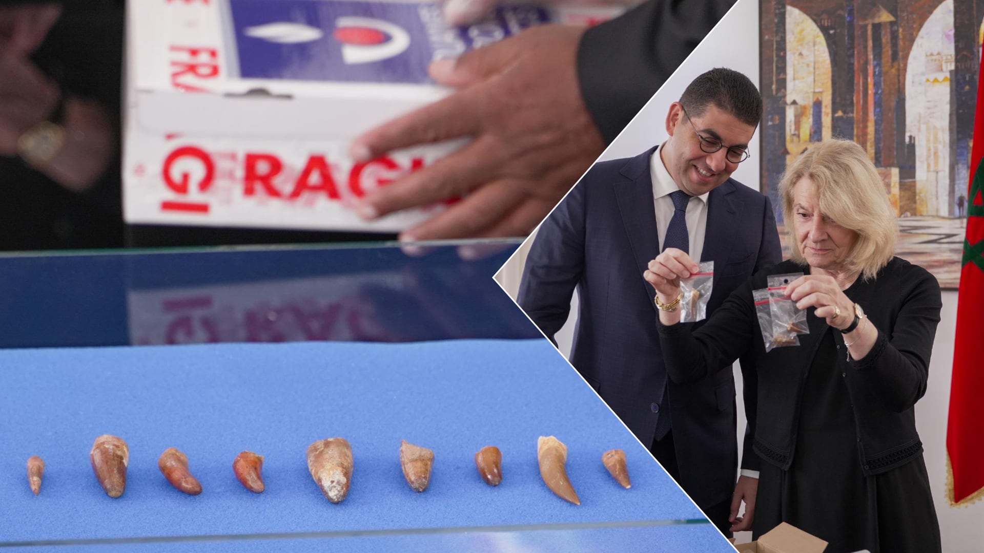 مستحاثات مغربية تعود إلى وطنها بعد عقود من الابتعاد