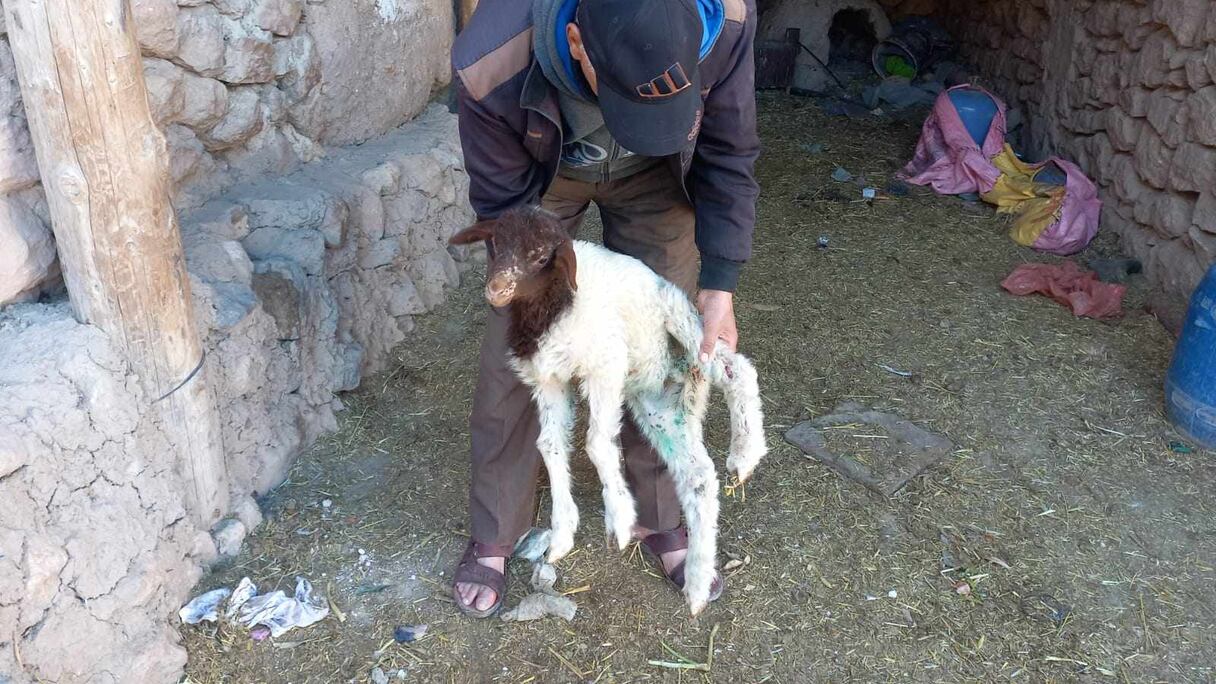 فيروس مُعدٍ وقاتل يصيب رؤوس الأغنام بجهة فاس