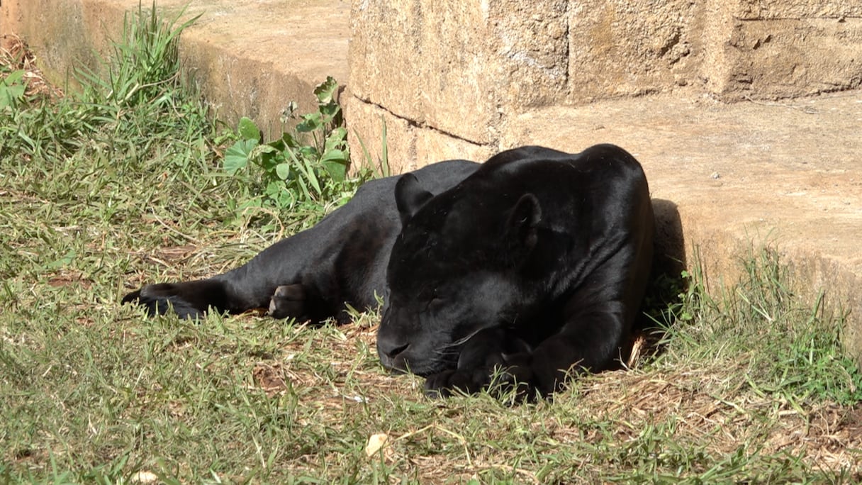 حديقة الحيوان عين السبع