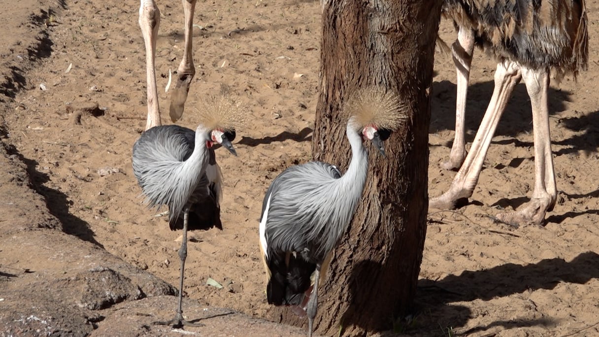 حديقة الحيوان عين السبع