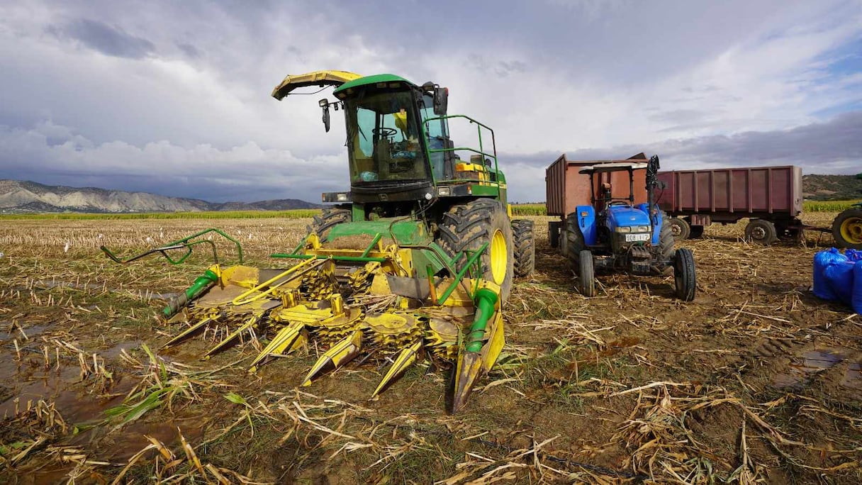 زراعة الذرة