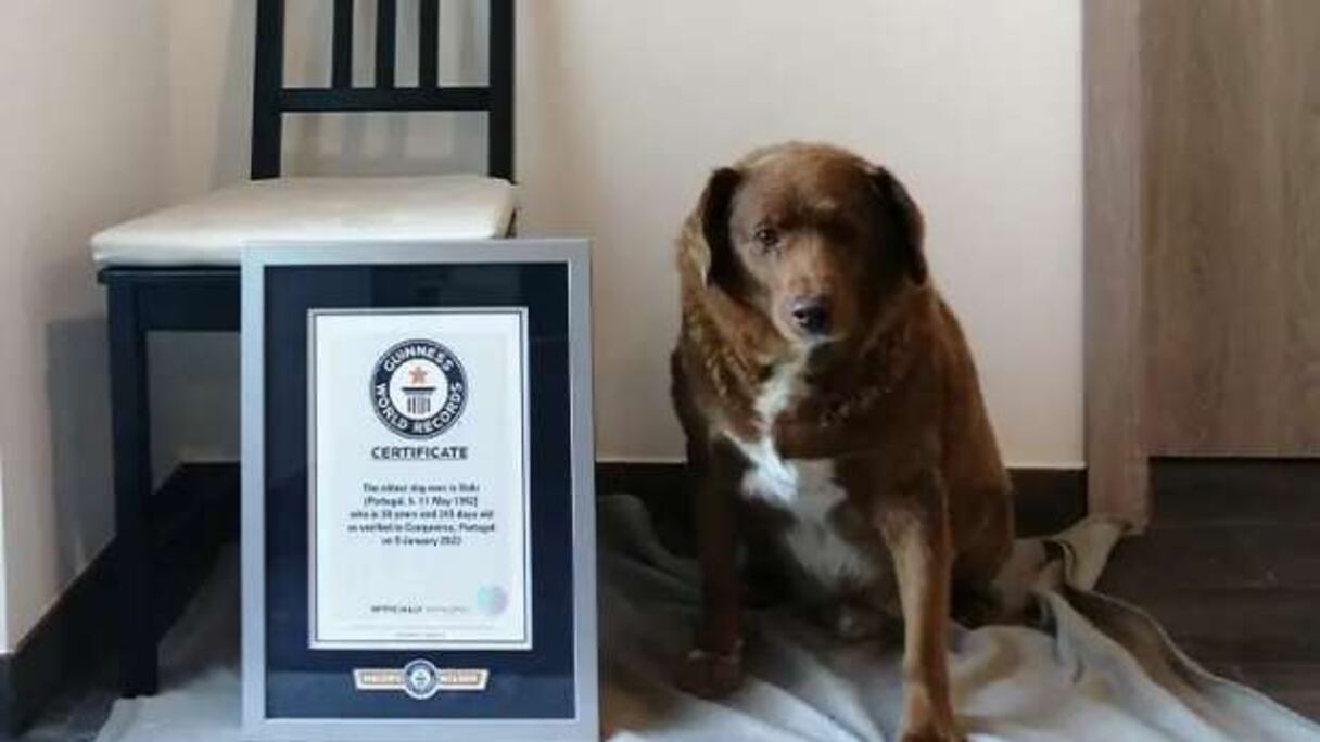 الكلب بوبي عاش كل حياته في البرتغال