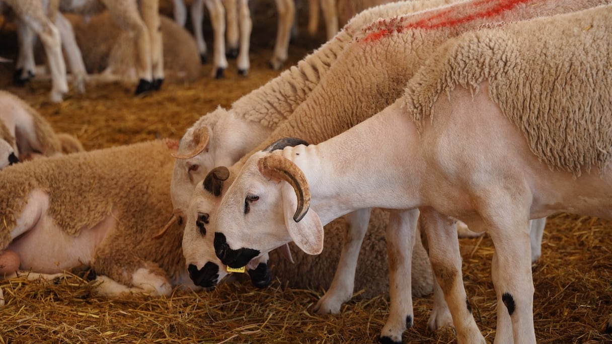 أكباش الصردي