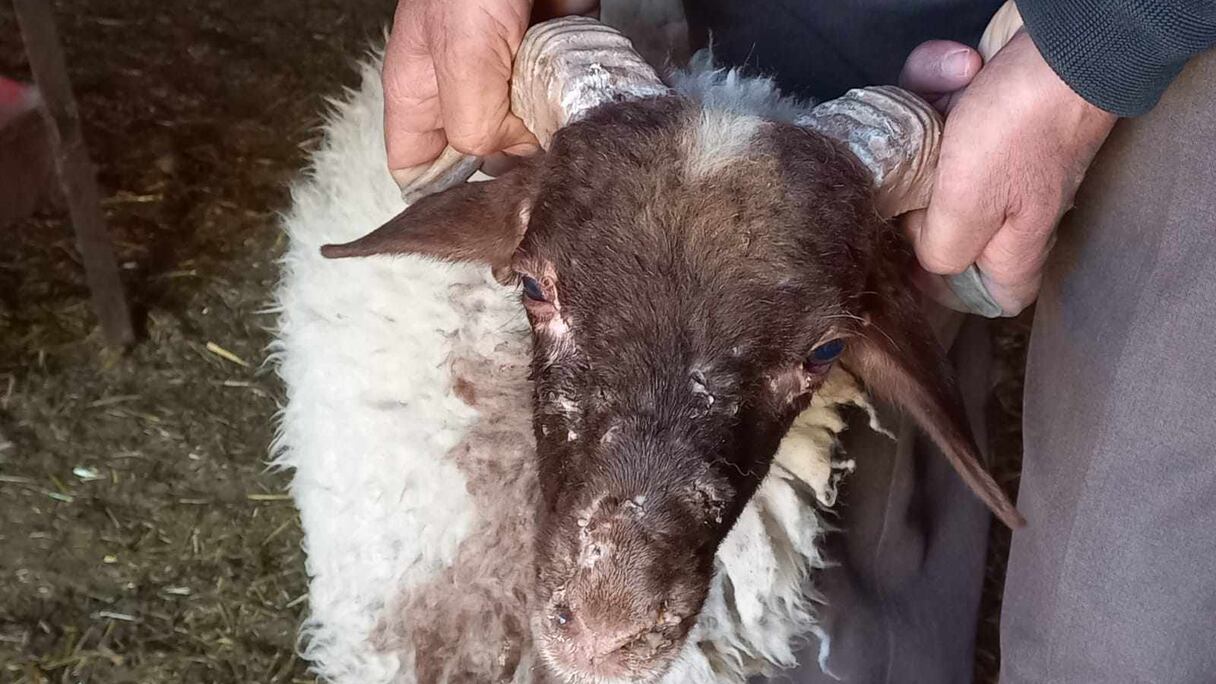 فيروس مُعدٍ وقاتل يصيب رؤوس الأغنام بجهة فاس