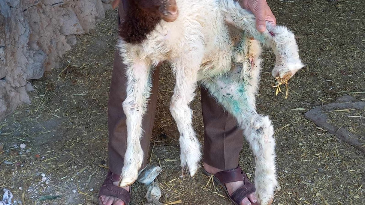 فيروس مُعدٍ وقاتل يصيب رؤوس الأغنام بجهة فاس