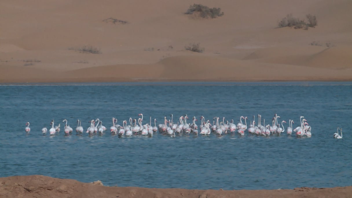 العيون: الطيور المهاجرة تتخذ من وادي الساقية الحمراء ملاذا آمنا خلال فصل الشتاء