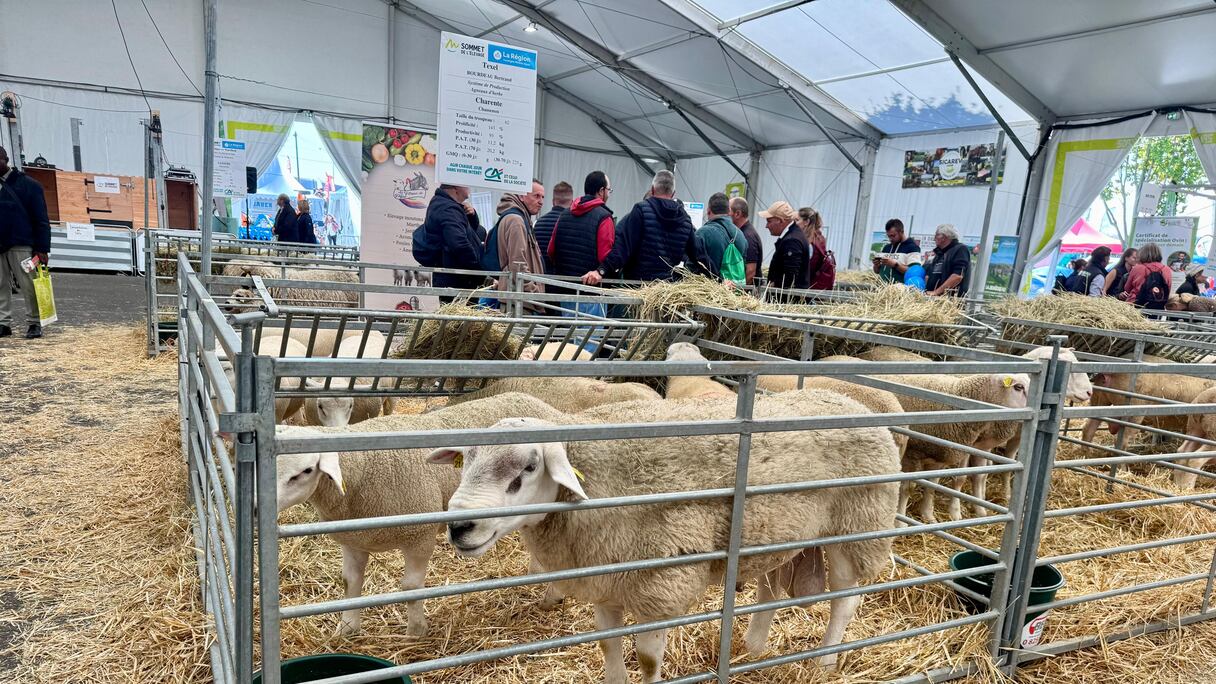 الجناح المغربي في الدورة الـ34 لقمة تربية المواشي بكليرمون-فيرون