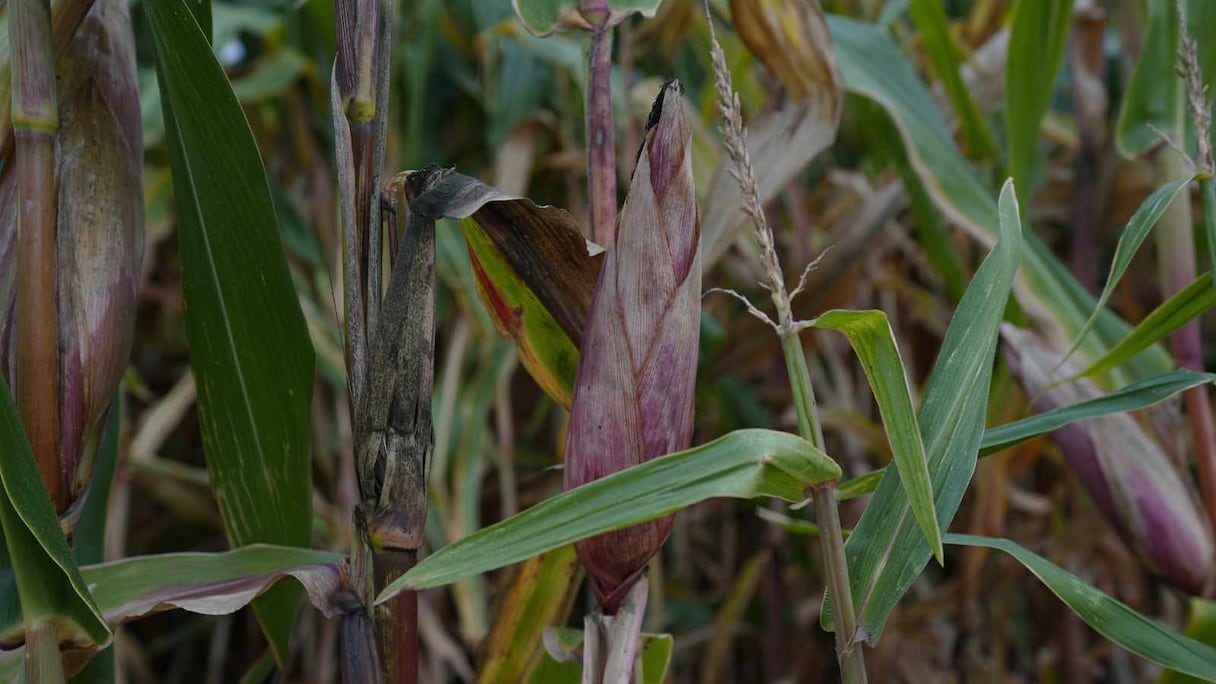 زراعة الذرة