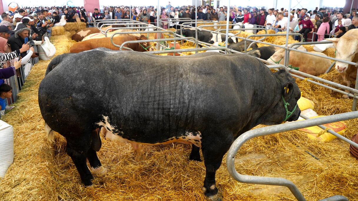 سلالات أبقار تخطف أنظار زوار معرض الفلاحة بمكناس