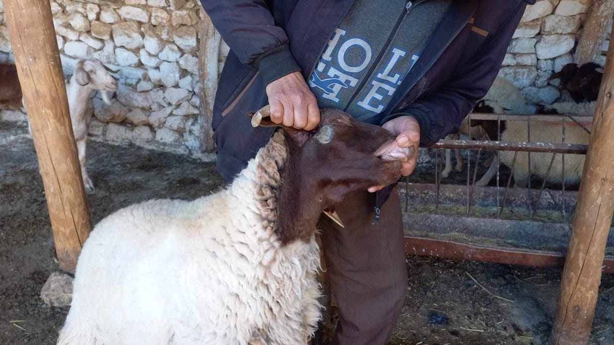 فيروس مُعدٍ وقاتل يصيب رؤوس الأغنام بجهة فاس