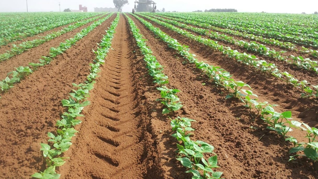 فلاحة وأمطار