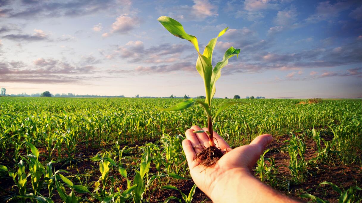 أراضي فلاحية