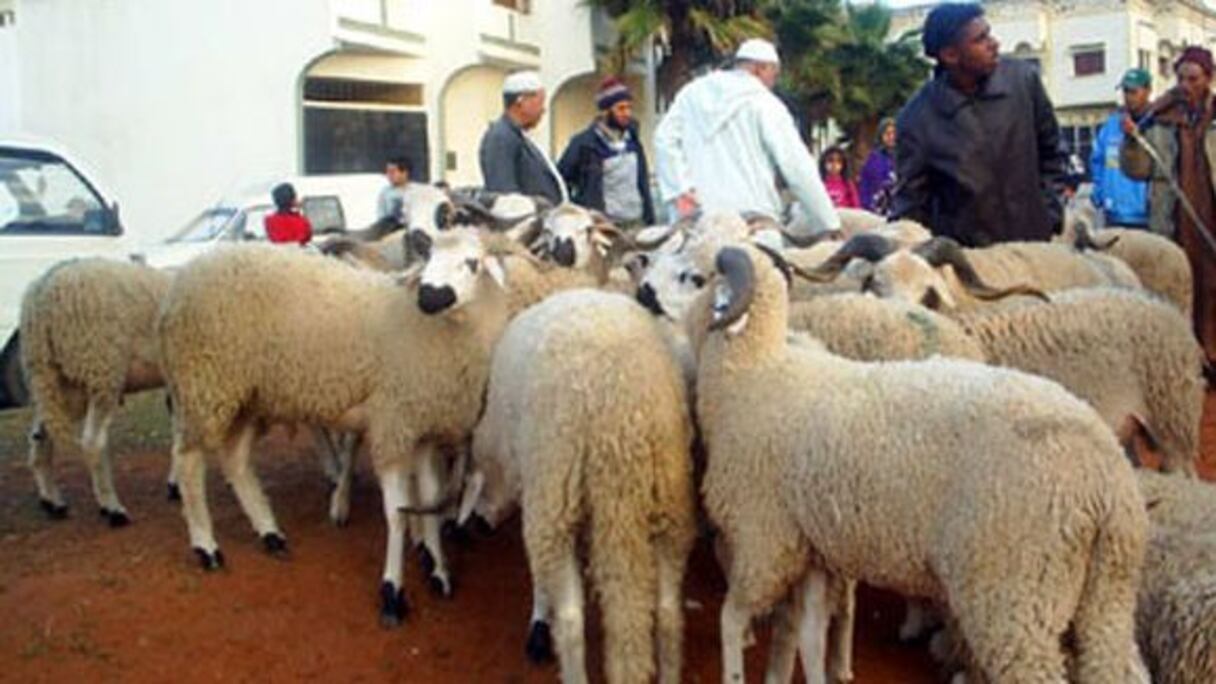 أكباش من سلالة الصردي