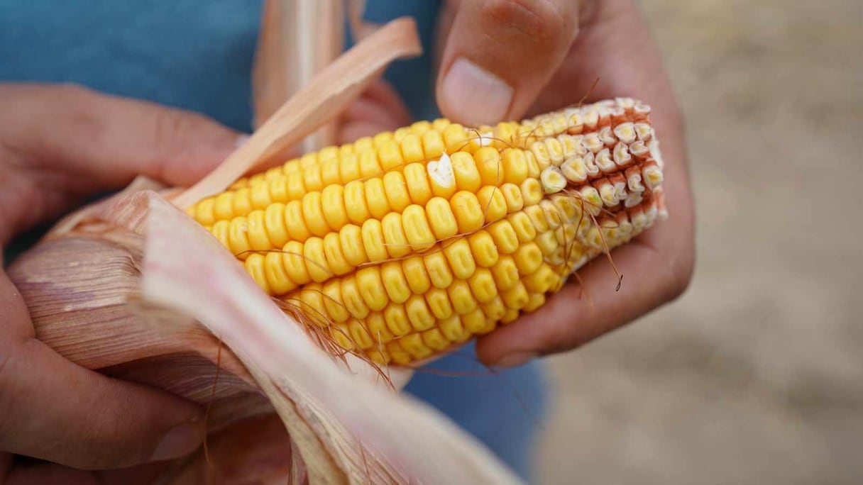 زراعة الذرة