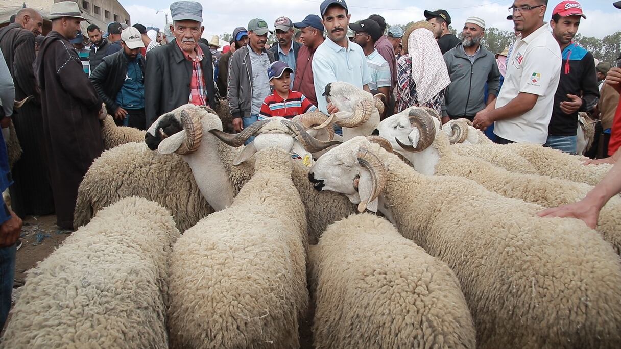 سوق الأغنام بحد السوالم