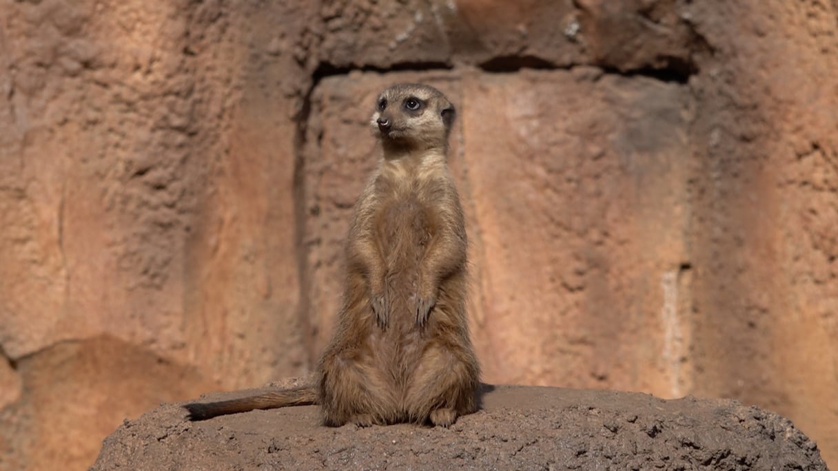 حديقة الحيوان عين السبع