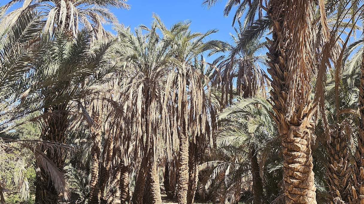 مشروع لإنقاذ الوحات من الجفاف