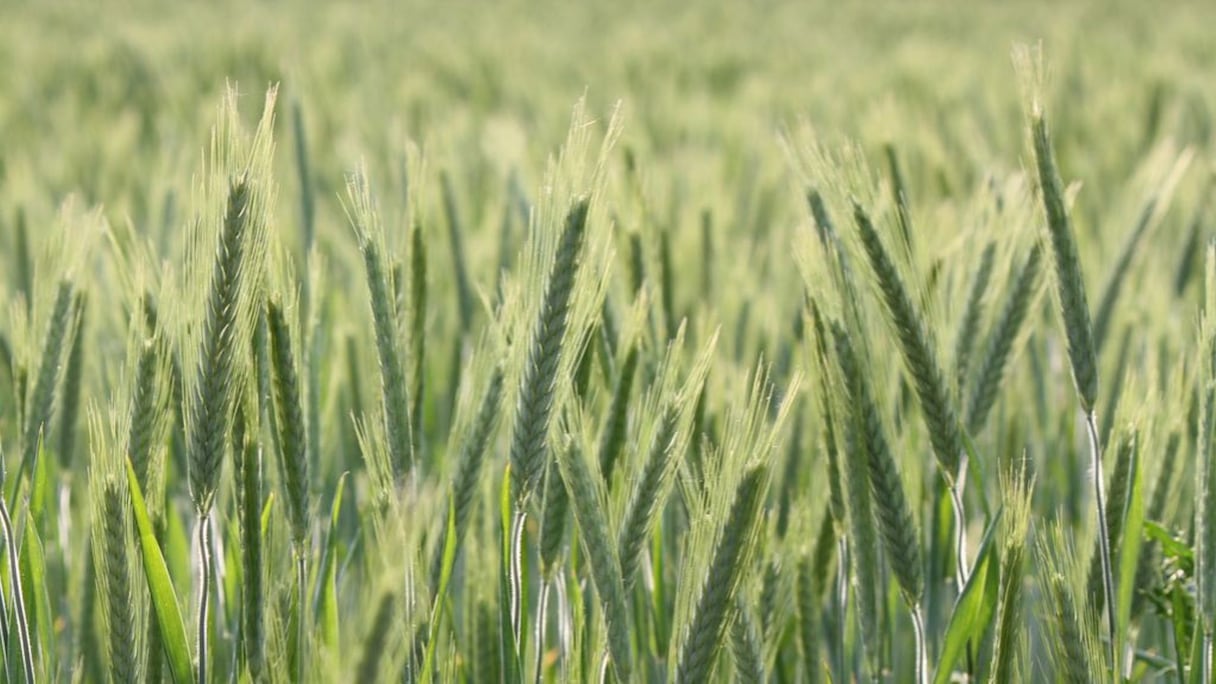 سنابل القمح