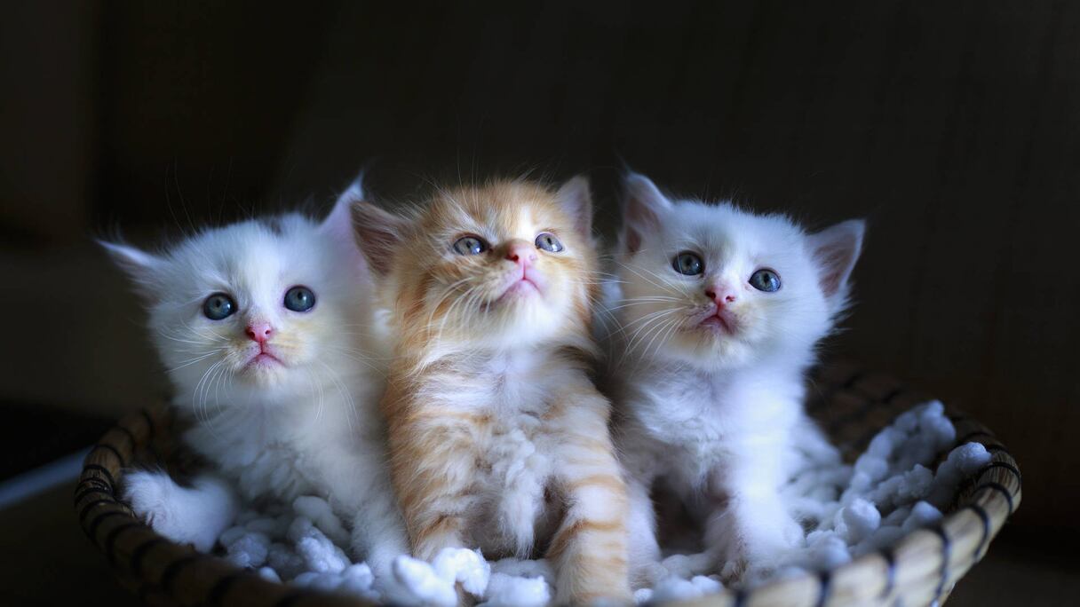 قطط "صورة تعبيرية"