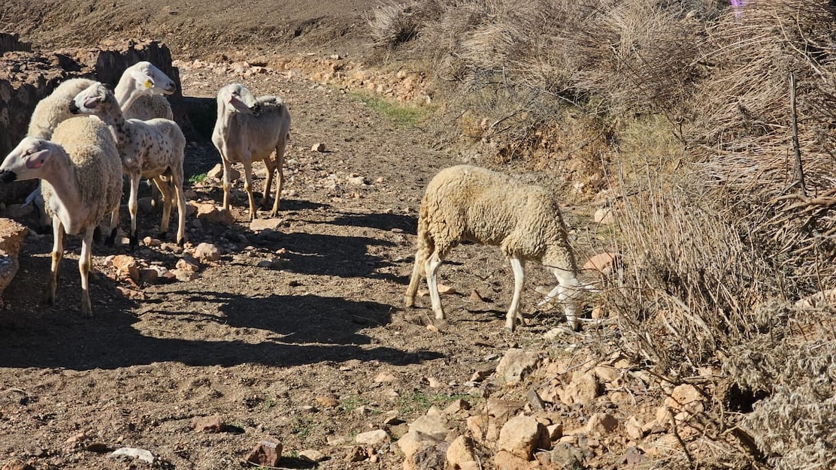 مربو المواشي بالدواوير المجاورة لسد المسيرة يشتكون من نقص الكلأ بسبب الجفاف خاص (Le360)
