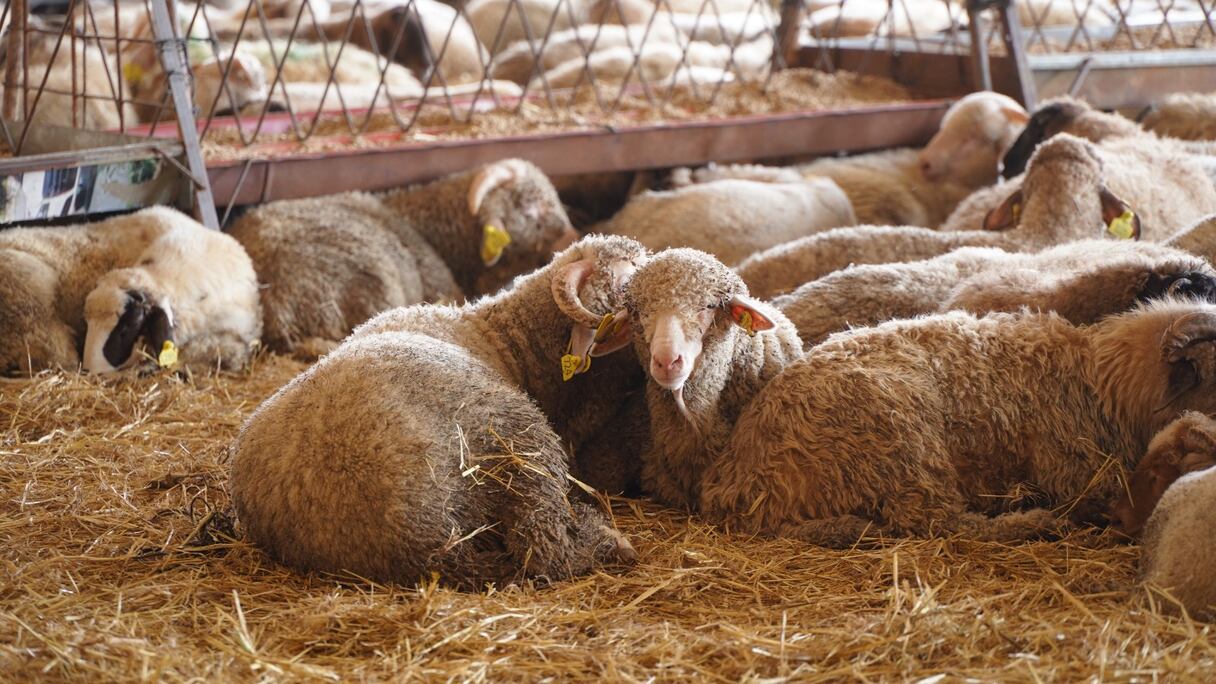 أغنام مستوردة من اسبانيا