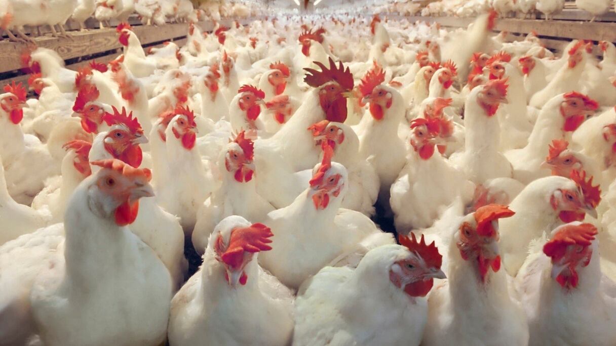 دواجن بإحدى الضيعات الفلاحية