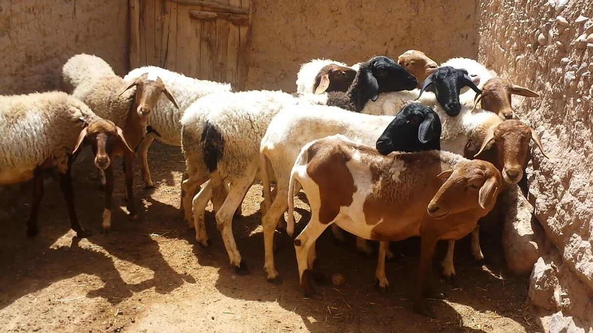 إناث الأغنام