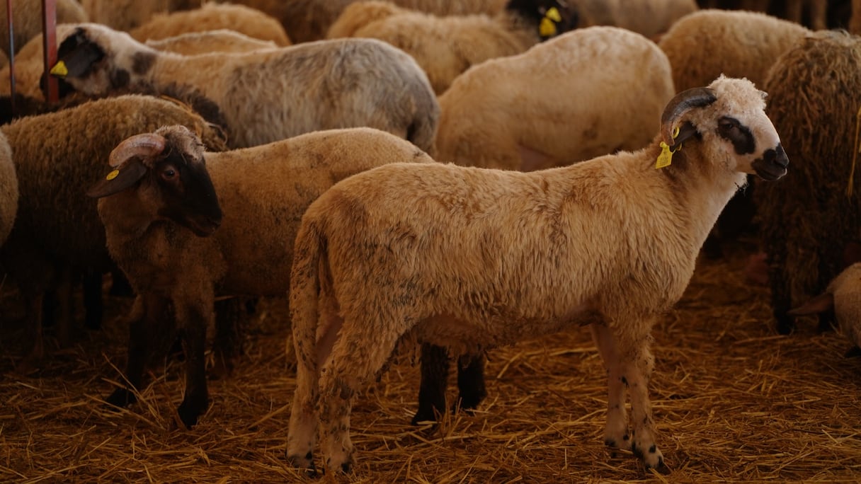 أغنام مستوردة من رومانيا