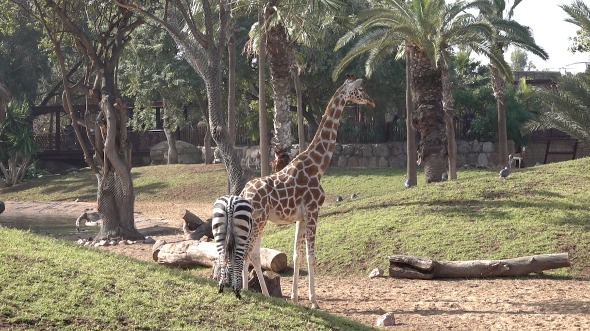 حديقة الحيوان عين السبع