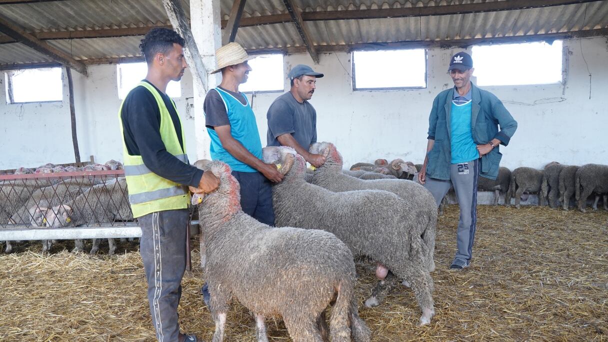 أوزانها تتجاوز 100 كيلو.. أسعار الأغنام الاسبانية بتيط مليل