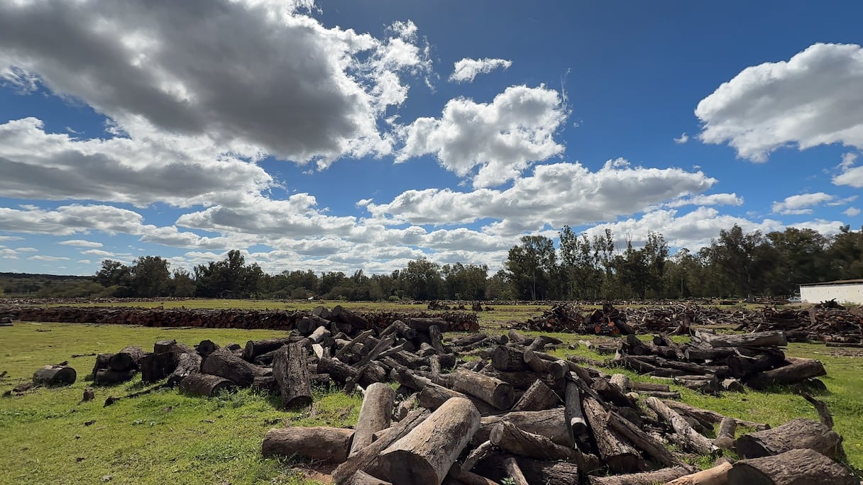 غابة المعمورة.. حقيقة القطع الممنهج لأشجار بلوط الفلين