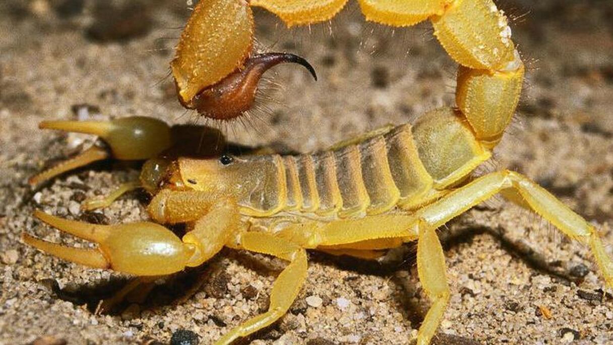 لسعات العقارب تودي بحياة العشرات