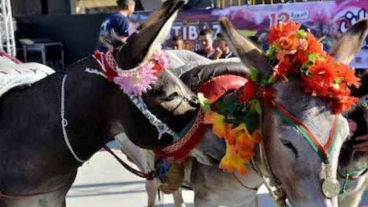 مهرجان بني عمار يحتفي بالحمار